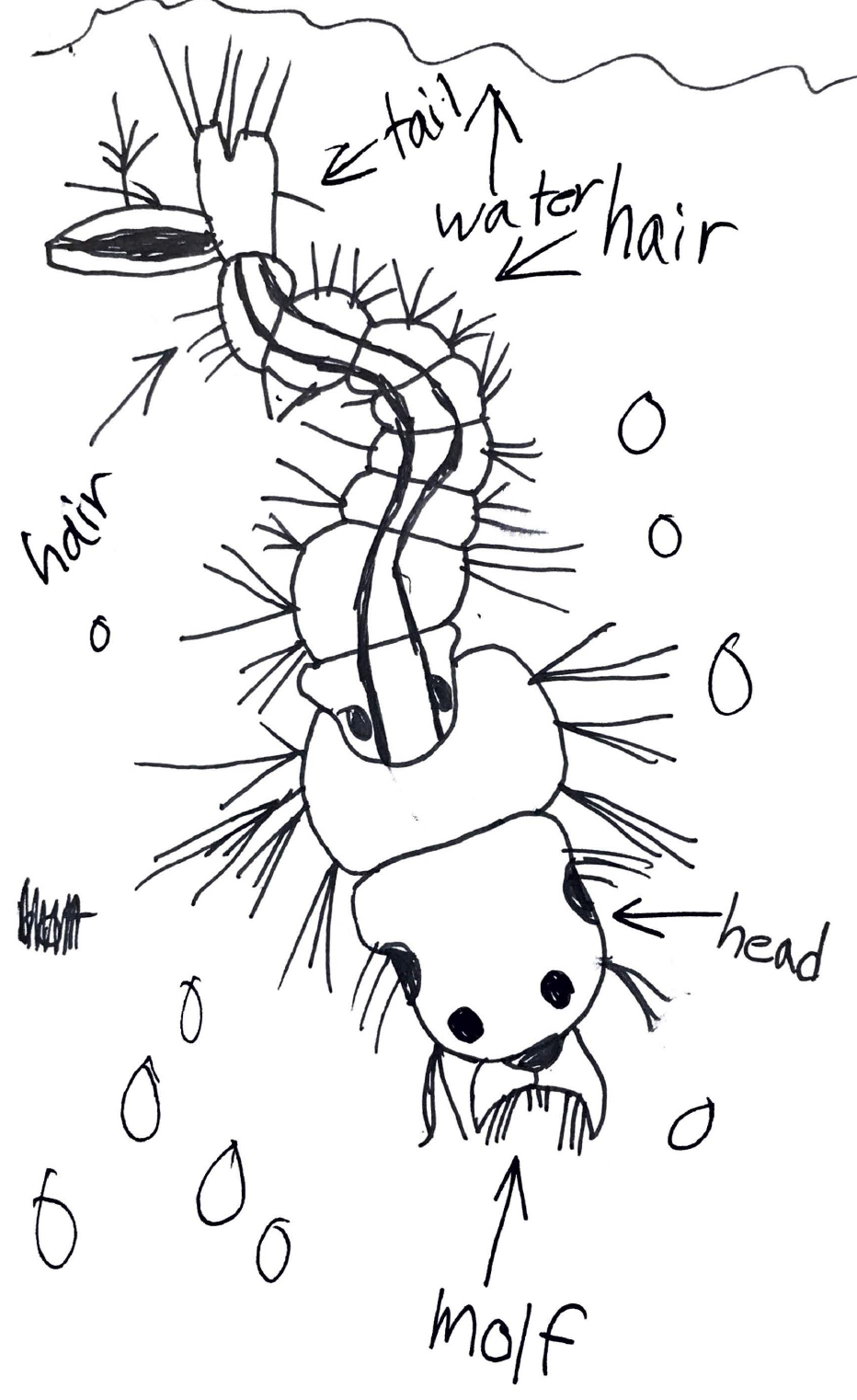 Kid's scientific illustration of a mosquito larvae
